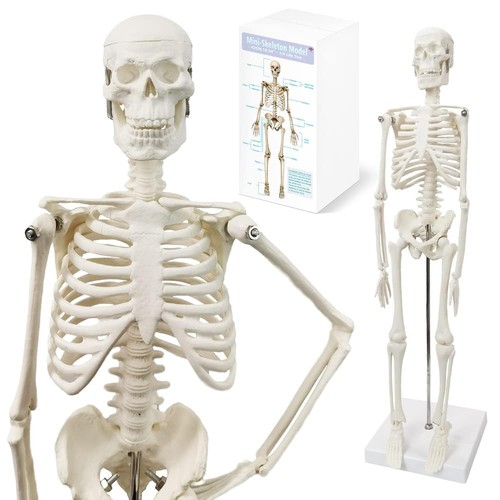 Menschliches skelett anatomie - menschliches,