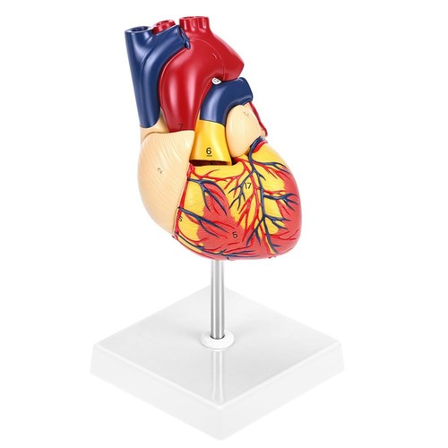 Anatomie modell herz - anatomie,