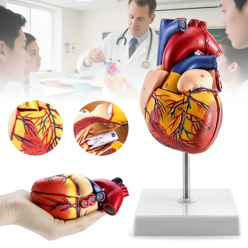 Anatomie modell herz - anatomie,