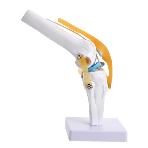 Anatomie kniegelenk modell - kniegelenk,