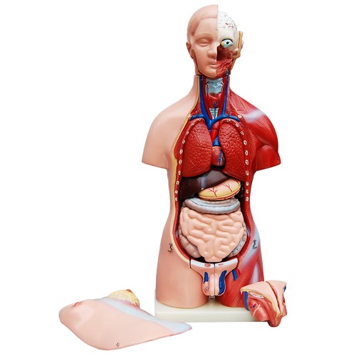 Anatomie anatomisches körper - anatomie,