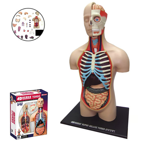 Modell anatomie des - modell,