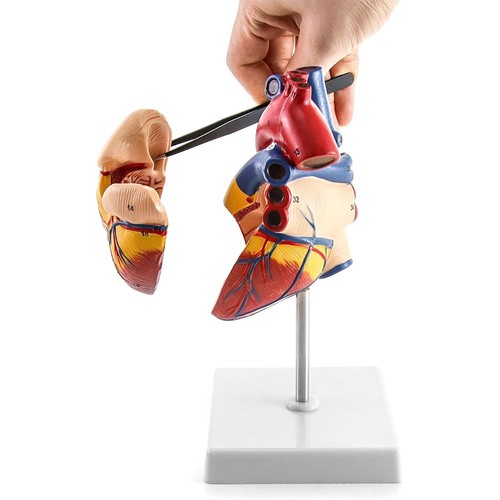 Teile anatomie modell - teile,