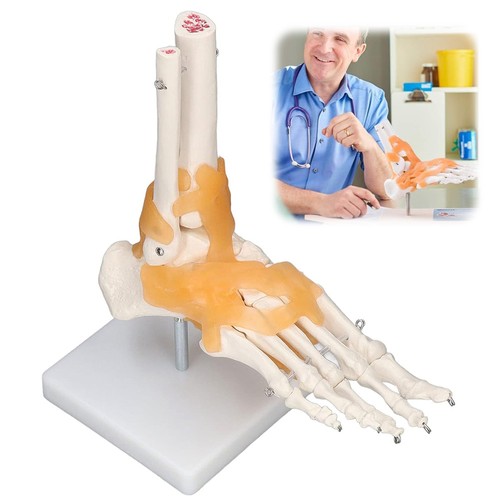 Fußskelett anatomie modell - fußskelett,