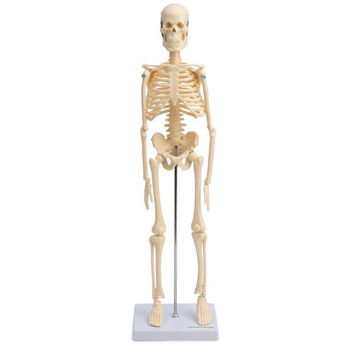Mini skelett anatomie - skelett,