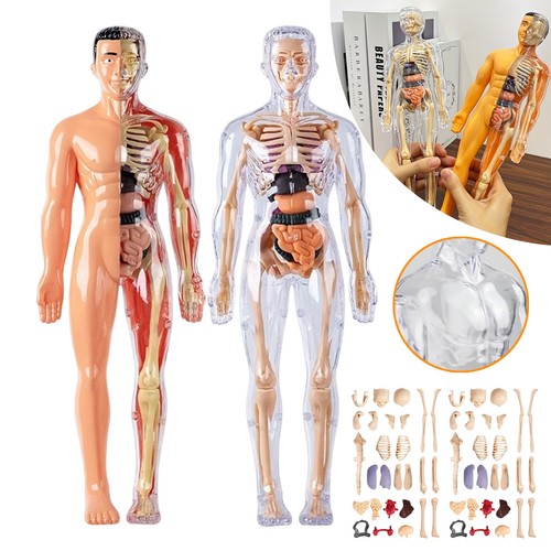 Skelett modell anatomie - 3d,