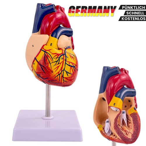 Anatomisches herzmodell pvc - anatomisches,