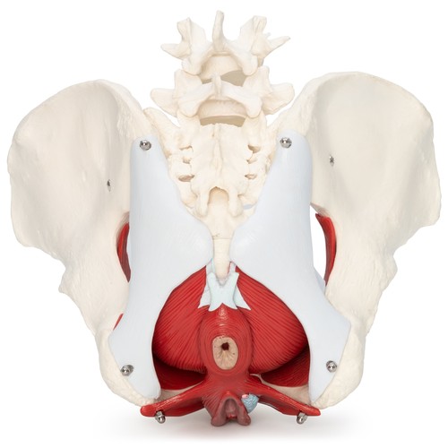 Weibliches becken anatomie - becken,