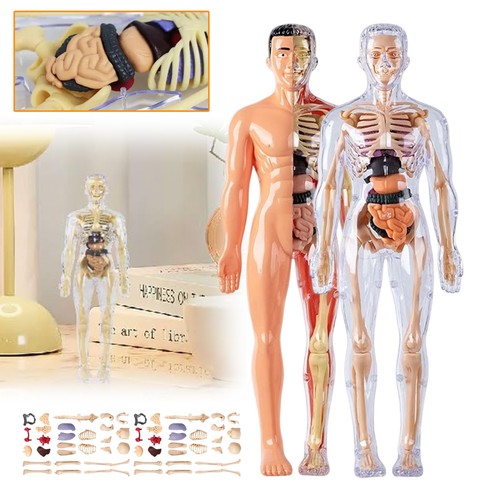 2tlg anatomie körpermodell - anatomie,