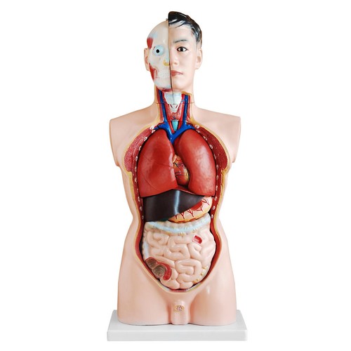 Anatomie modell torso - torso, mann