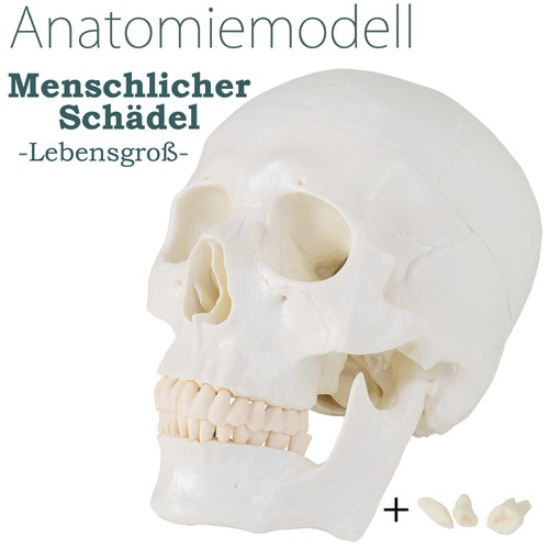 Anatomiemodell schädel modell - schädel,