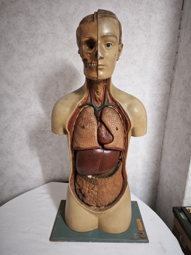 Mensch torso körper - mensch,