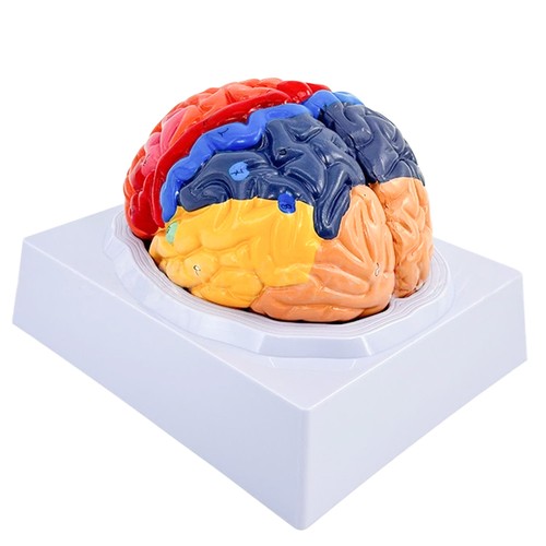 Anatomie gehirn modell - anatomie,
