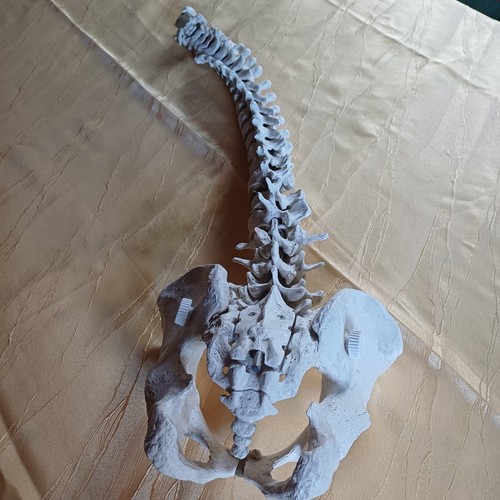 Skelettmodell wirbelsäule - skelettmodell,