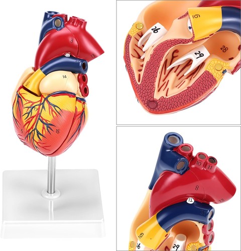 Anatomie herz herzmodell - anatomie,