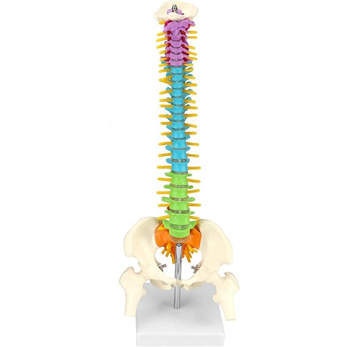 Anatomisches wirbelsäule - anatomisches,