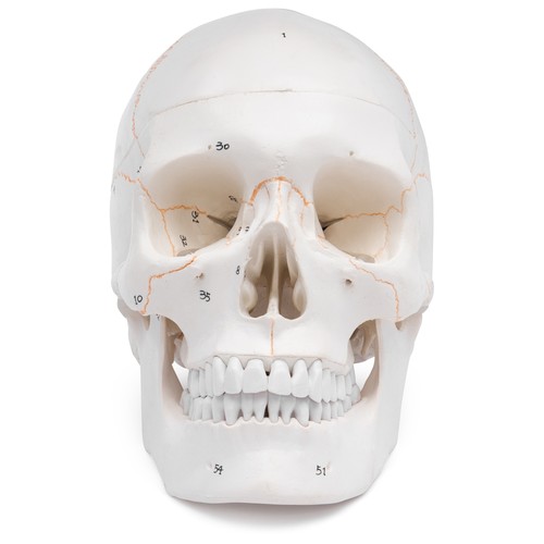 Schädel anatomie modell - anatomie,