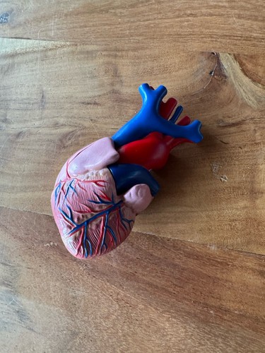 Anatomie modell herz mensch - herz,