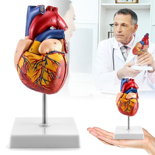 Anatomie modell herz - anatomie,