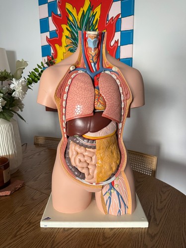 Modell klassik torso mit - modell,