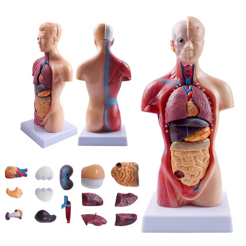 Anatomie anatomisches körper - anatomisches,