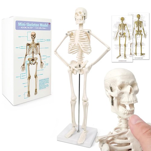 Anatomie skelettmodell mensch - skelettmodell,