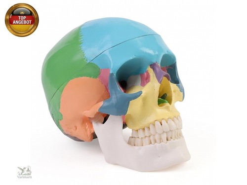 Erwey menschliche anatomie - menschliche,
