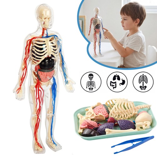 Anatomie modell kinder - modell,