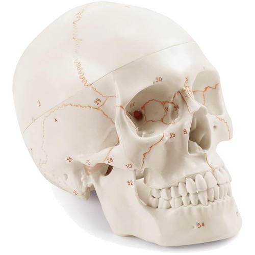 Schädel modell anatomie 19cm - schädel,