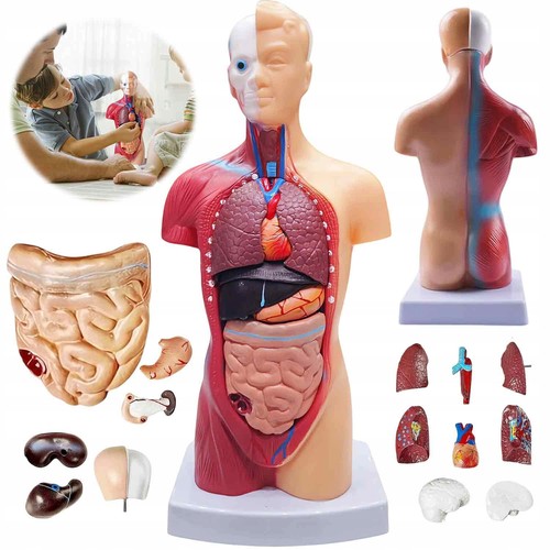Anatomie modell torso - anatomie,