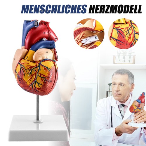 Anatomie herz herzmodell - anatomie,
