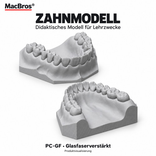 Zahnmodell oberkiefer - zahnmodell,