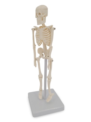 Mini micro skelett - micro,