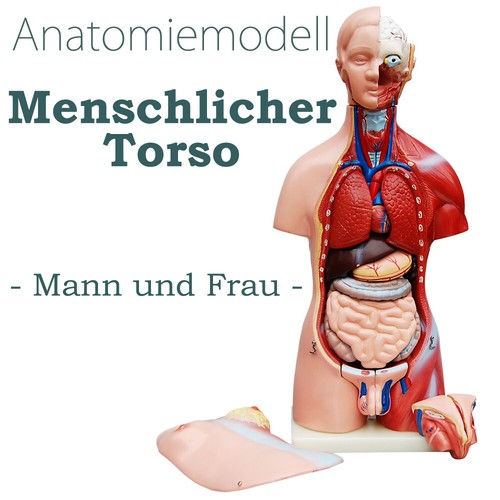 Anatomie anatomisches körper - anatomie,