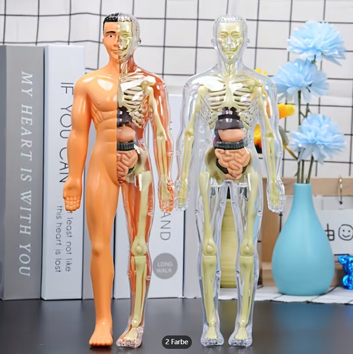 2tlg human body torso - human, model