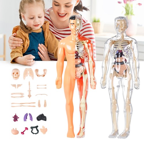 Menschliches anatomie modell - menschliches,
