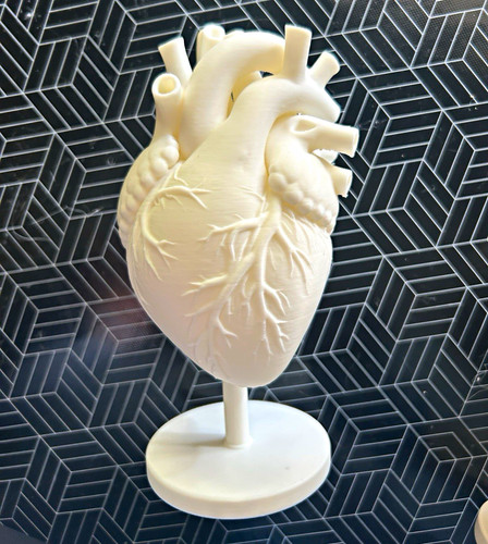 Anatomisches herzmodell herz - herzmodell,