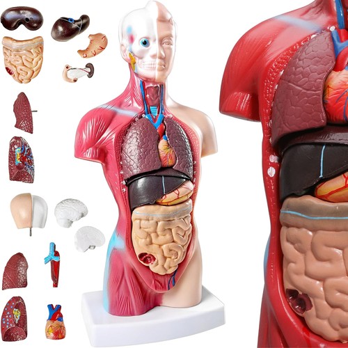 Teilig anatomie modell 28cm - 15-teilig,