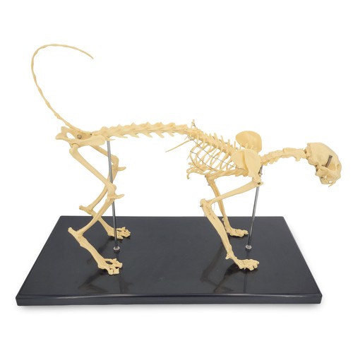 Katzenskelett anatomie modell - anatomie,