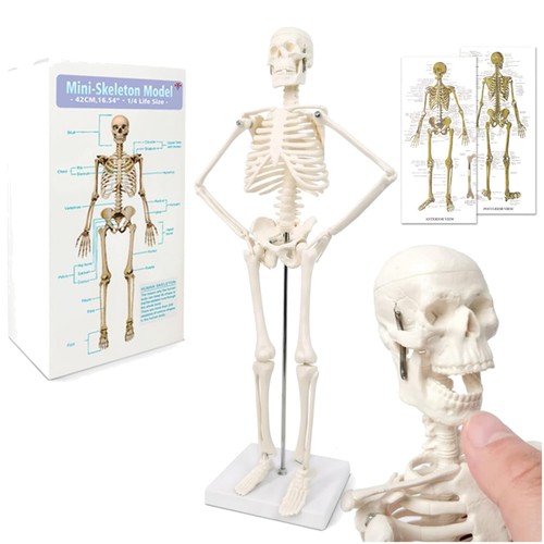 Anatomiemodell menschliches - anatomiemodell,