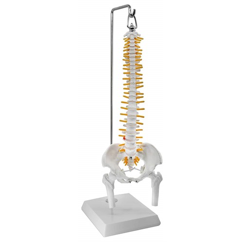 Mini wirbelsäule anatomie - wirbelsäule,