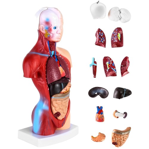 Anatomie modell menschlicher - anatomie,
