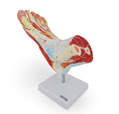 Fuß anatomie modell - fuß,