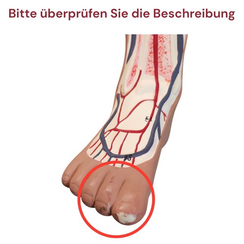 Gima modell herz kreislauf - gima, herz-kreislauf-ohr
