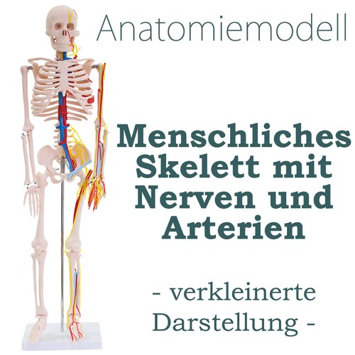 Anatomie modell skelett - anatomie,