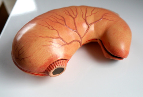 Altes lehrmodell magen - altes,