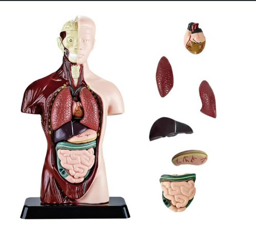 Teilig menschliches anatomie - menschliches,