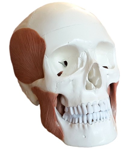 Schädel anatomie modell - schädel,