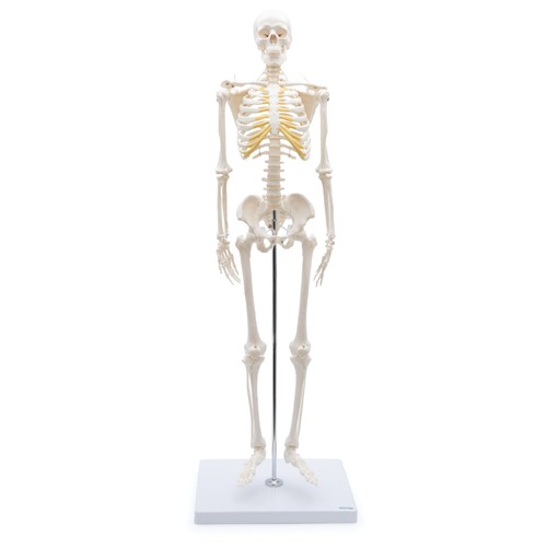 Mini skelett anatomie modell - skelett,