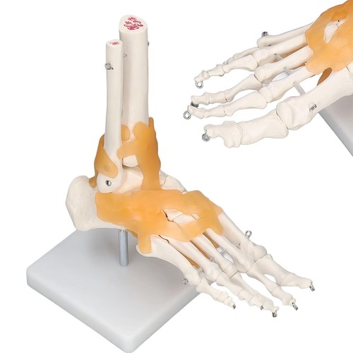 Anatomie modell fußskelett - anatomie,